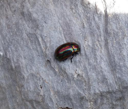 Chrysolina cerealis